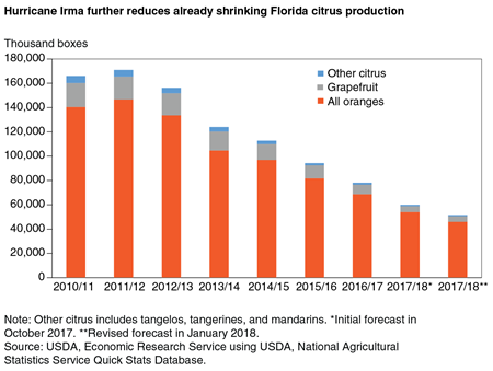 A bar chart showing historical Florida citrus production since 2010 and production forecasts for 2017 before and after Hurricane Irma.