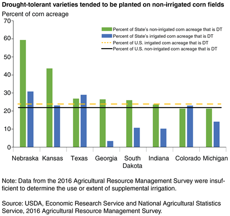 A bar chart showing that farmers across different States tended to plant drought-tolerant varieties on non-irrigated corn fields in 2016.