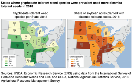 Two maps show that States where glyphosate-tolerant weed species were prevalent also used more dicamba-tolerant seeds in 2018.