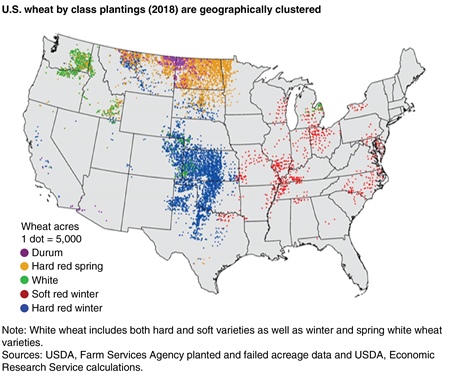 A map indicating the geographical concentration of U.S. wheat plantings by class in 2018, with a large concentration of hard red winter acreage in central United States and a large cluster of hard red spring in north central United States.