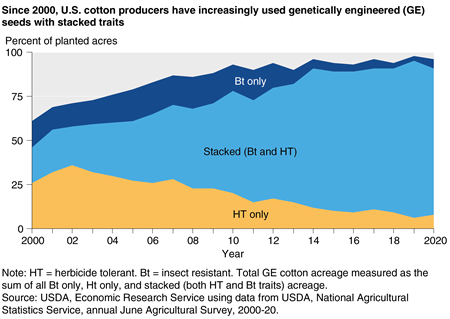 A chart shows that U.S. cotton producers have increasingly used genetically engineered seeds with stacked traits since 2000.