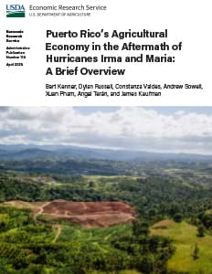 This is the cover image for the Puerto Rico’s Agricultural Economy in the Aftermath of Hurricanes Irma and Maria: A Brief Overview report.